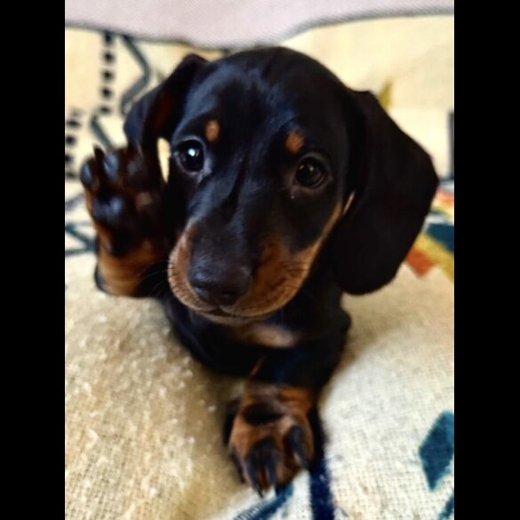 Dachshund (Smooth Haired)