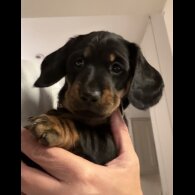 Dachshund (Smooth Haired)