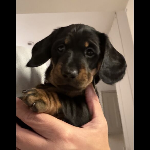 Dachshund (Smooth Haired)