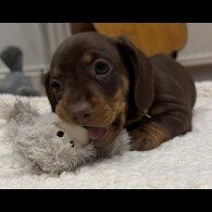 Dachshund (Smooth Haired)