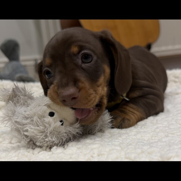 Dachshund (Smooth Haired)