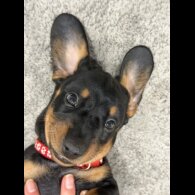 Dachshund (Smooth Haired)