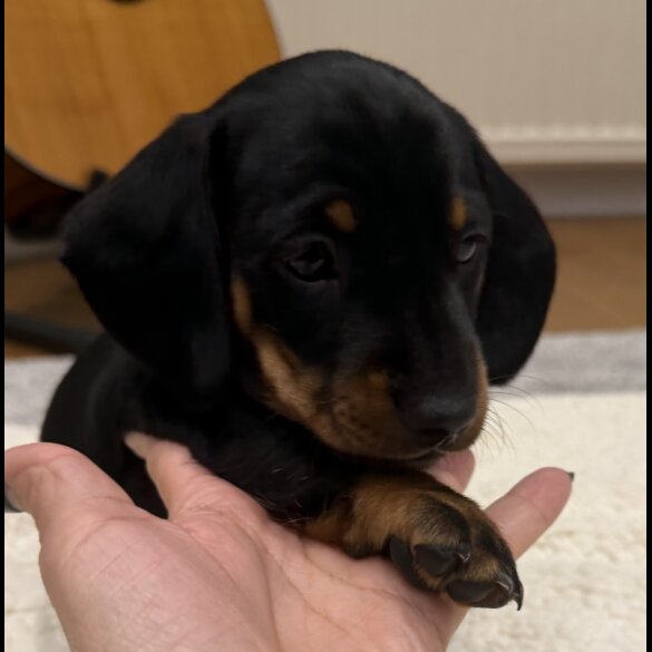 Dachshund (Smooth Haired)