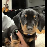 Dachshund (Smooth Haired)