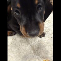 Dachshund (Smooth Haired)