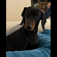 Dachshund (Smooth Haired)