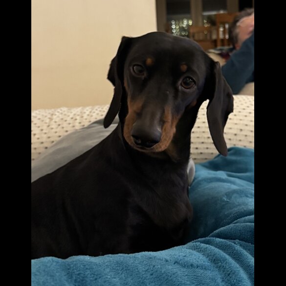 Dachshund (Smooth Haired)