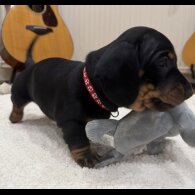 Dachshund (Smooth Haired)