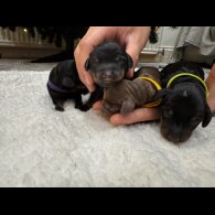 Dachshund (Smooth Haired)