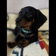 Dachshund (Smooth Haired)