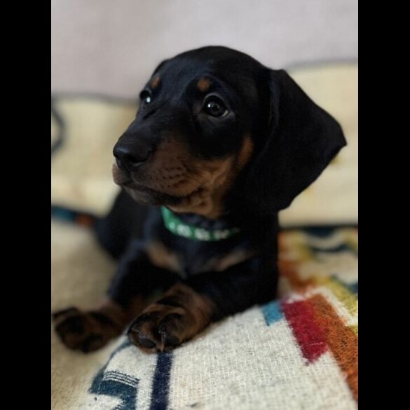 Dachshund (Smooth Haired)