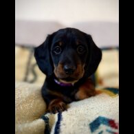 Dachshund (Smooth Haired)