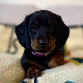 Dachshund (Smooth Haired)