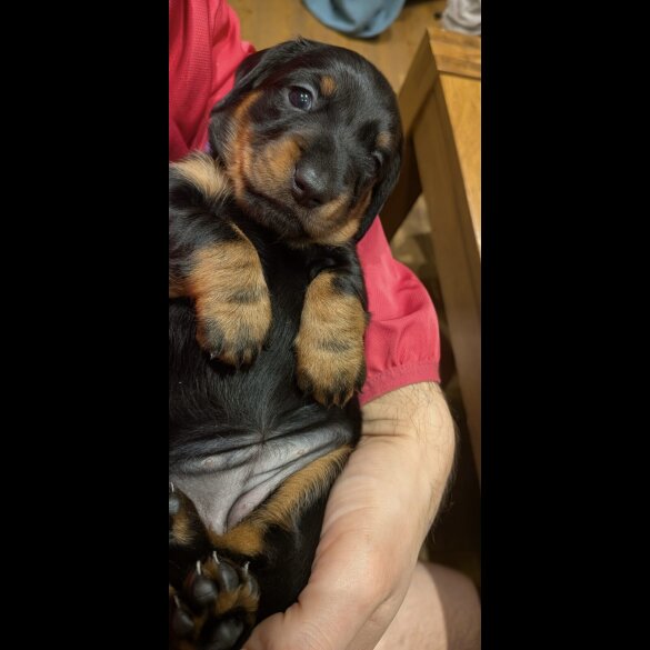 Dachshund (Smooth Haired)