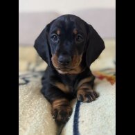 Dachshund (Smooth Haired)