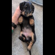 Dachshund (Smooth Haired)