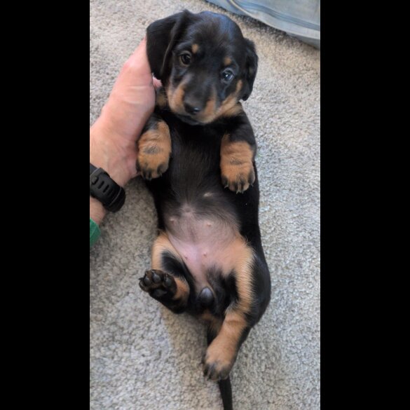 Dachshund (Smooth Haired)