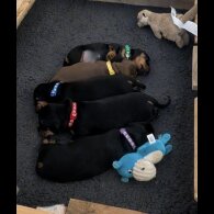 Dachshund (Smooth Haired)