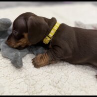 Dachshund (Smooth Haired)