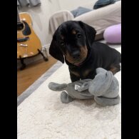 Dachshund (Smooth Haired)