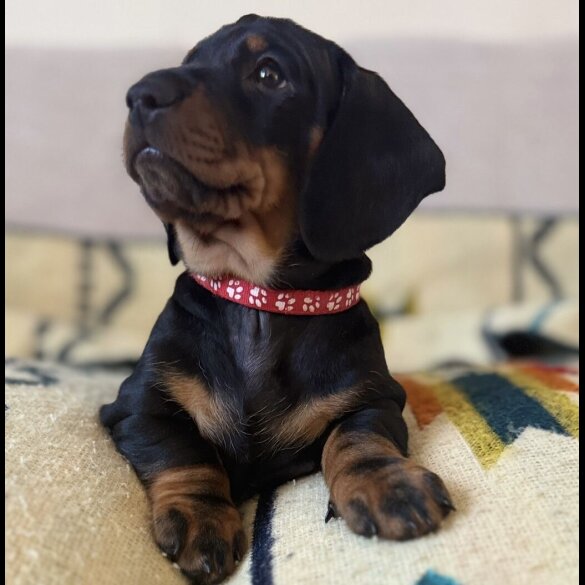 Dachshund (Smooth Haired)