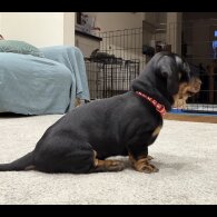 Dachshund (Smooth Haired)
