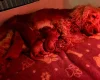 Cockapoo