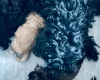 Mixed Breed