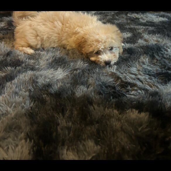 Cavapoo