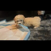 Cavapoo