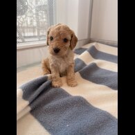 Cockapoo