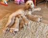Cockapoo
