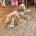 Cockapoo