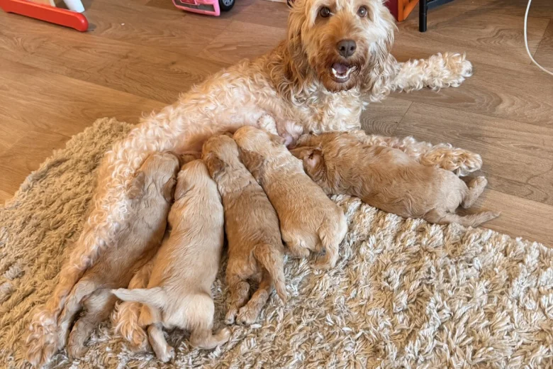 Cockapoo