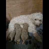 Cockapoo