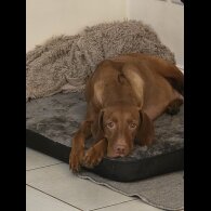 Hungarian Vizsla