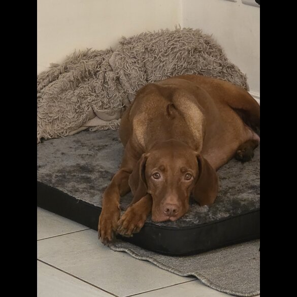 Hungarian Vizsla