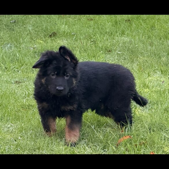 German Shepherd (Alsatian)