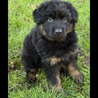 German Shepherd (Alsatian)