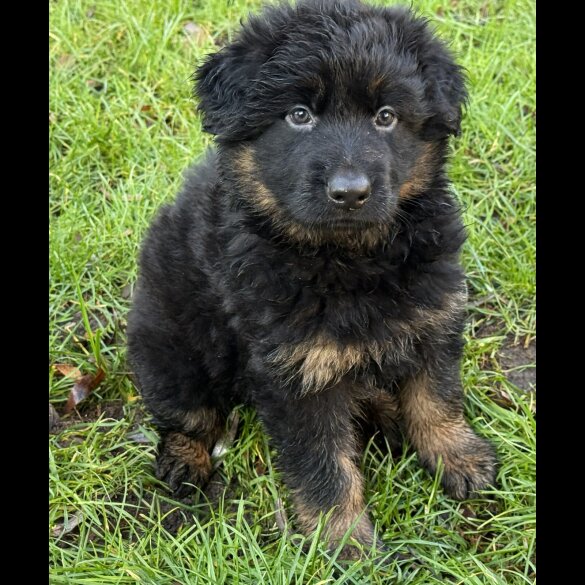 German Shepherd (Alsatian)