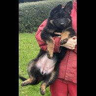 German Shepherd (Alsatian)