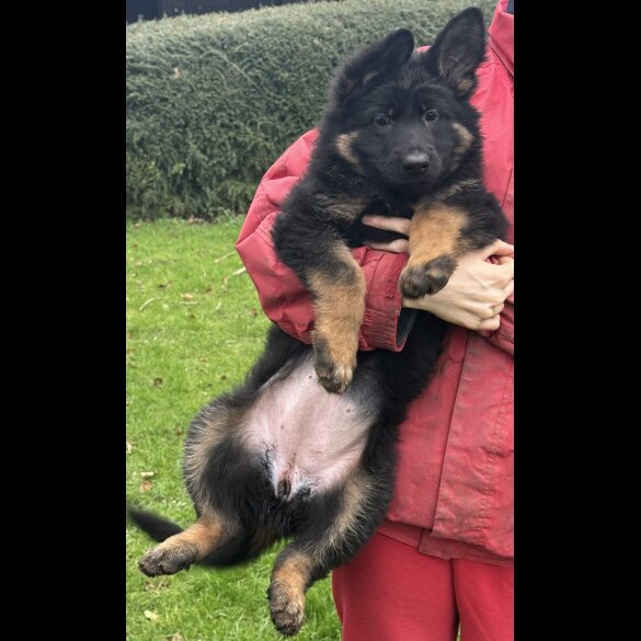 German Shepherd (Alsatian)