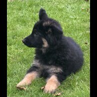 German Shepherd (Alsatian)