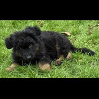 German Shepherd (Alsatian)