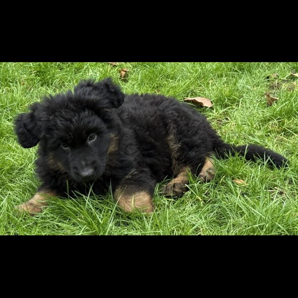 German Shepherd (Alsatian)