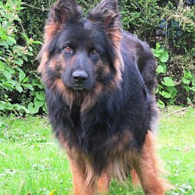 German Shepherd (Alsatian)