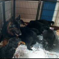 German Shepherd (Alsatian)