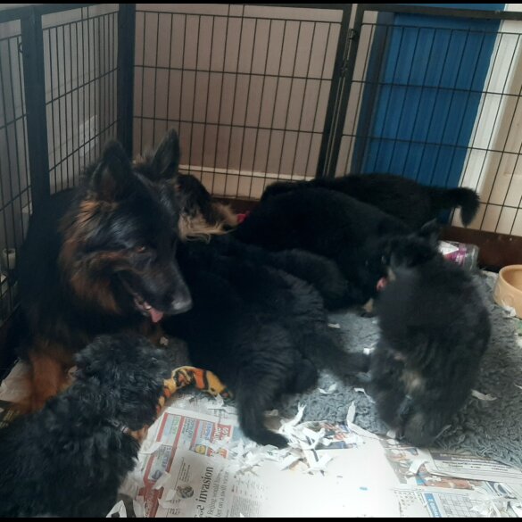 German Shepherd (Alsatian)