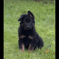 German Shepherd (Alsatian)
