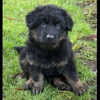 German Shepherd (Alsatian)